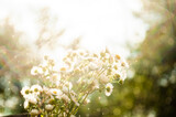 Fototapeta Natura - bouquet of daisies on a blurred background