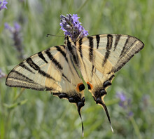 THE SCARCE SWALLOWTAIL BUTTERFLY ON THE LAVENDER FLOWER. CLOSE-UP. 