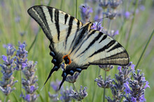 THE SCARCE SWALLOWTAIL BUTTERFLY ON THE LAVENDER FLOWER. CLOSE-UP. 