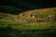 Cows standing near a fence where they drink water with a dark forest in the background