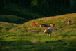 Cows standing near a fence where they drink water with a dark forest in the background