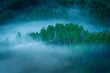 A beautiful forest of birch trees seen in the morning with lot of fog in the scene in a quiet place