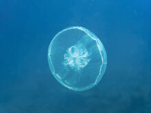 Moon Jellyfish (Aurelia Aurita) In The Deep Blue Sea, Underwater Background With Copy Space