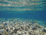 Fototapeta Do akwarium - Sea fish school at coral reef underwater background