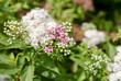 White and pink valerian flowers in garden