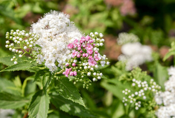 Wall Mural - White and pink valerian flowers in garden