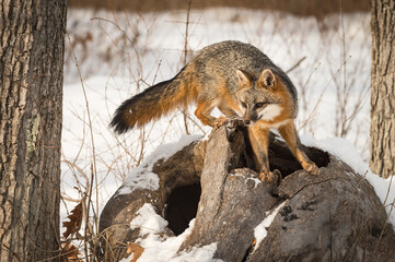 Wall Mural - grey fox (urocyon cinereoargenteus) turns left atop log winter