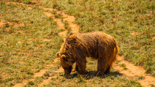 Adult Bear Sniffing The Ground Near A Trail