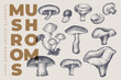 Hand drawn black and white mushrooms on light isolated background. Forest mushrooms of different species. It can be used to design menu of restaurant, shop and farmers market. Vintage illustration.