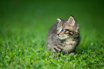 Wall Mural - Cute tabby kitten in the grass