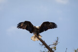 Fototapeta  - Bald Eagle Landing