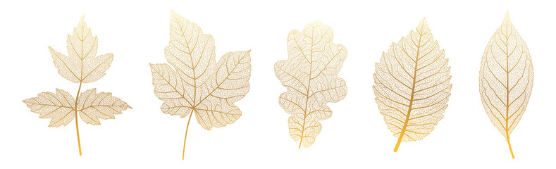 Wall Mural - Set leaves of gold on white. Vector illustration. 