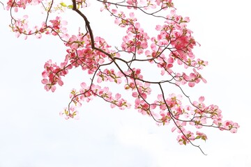 pink dog wood flowers