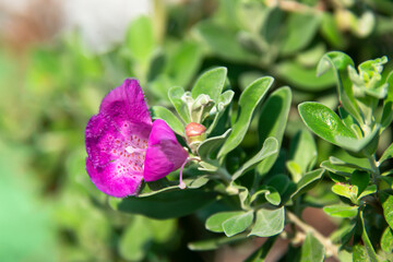 Sticker - Flowers with purple petals and some whites