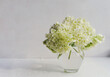 © Aleksandra - bouquet of blooming lush white hydrangea in a stylish small glass vase in natural light on a light background