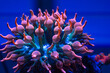 Rainbow Bubble tip anemone in reef tank