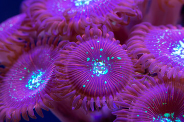 Macro shot on soft zoanthus polyps colony - Magician Palithoa