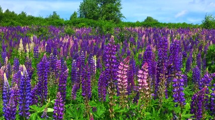 Wall Mural - A field of blooming Lupine flowers - Lupinus polyphyllus - garden or fodder plant