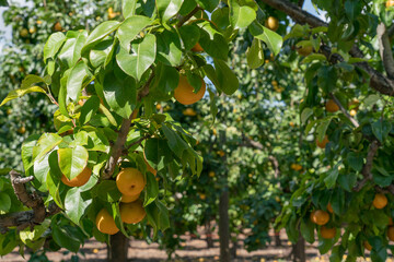 Tree ripe Asian pears hanging on trees at an orchard