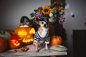 Pretty eyeless pirat chihuahua on Haloween costume party