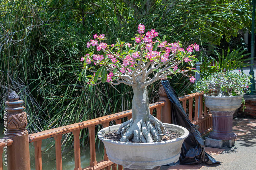Photo Stock Adenium arabicum flower on pot.Common names include Sabi ...