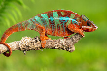 Adult Male Ambilobe Panther Chameleon (Furcifer Pardalis)