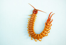 The Centipede Is A Poisonous Animal