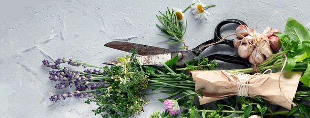 Wall Mural - Fresh green garden herbs