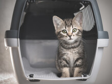 Tabby Kitten In A Pet Travel Carrier