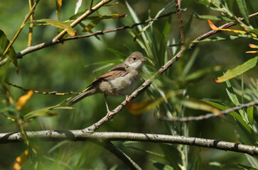 Wall Mural - A cute fledgling Whitethroat, Sylvia communis, perching on a branch in a Willow tree.