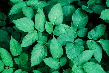 Wall Mural - Fresh green leaves texture for background, close-up.