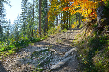 Wall Mural - rocky country mountain road in forest.