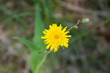 yellow flower on green background