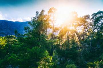 Canvas Print - Beautiful landscape. Mountains with pine forest at sunset