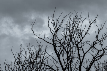Wall Mural - Silhouette dead tree on dark sky and gray clouds. Death, lament, sad, grief, hopeless, and despair concept. Halloween day abstract background. Closeup dead tree branches. Leafless tree.