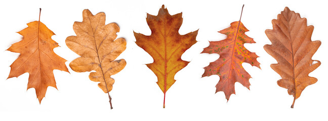 Set of dry oak autumn leaves.