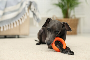 Poster - Italian Greyhound dog playing with toy at home