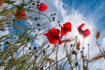 Poster - Creative close up shot of poppies with the sky on background