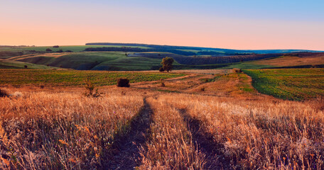 Wall Mural - panoramic landscape of central russia agricultural countryside with hills and country road. summer l