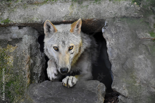 Cuadros en Lienzo The Wolf (Canis lupus), also known as the gray wolf or grey wolf, is getting out