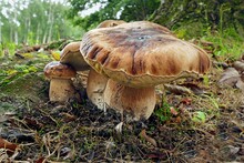 Closeup Of A Group Of King Bolete Mushrooms Growing On A Forest Floor