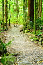 Winding Trail Going Through Mighty Trees Of Native Forest In New Zealand.