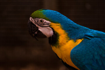 A portrait of a bright colorful parrot.