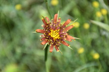 Color Salsify Flower (Tragopogon Crocifolius). It Is Used As A Dietary Vegetable Whose Consumption Is Recommended For Those Suffering From Rheumatism, Gout, Hypertension, Arteriosclerosis.