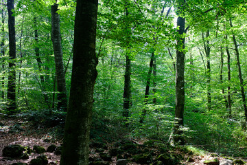 Wall Mural - Green beech grove forest with green leaves on a humid dark landscape