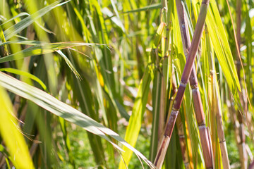 Sugar cane plantation in Gran Canaria Spain. Close up in a sugar cane plantation for a rum company.
