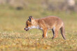 Red fox cub in the wild