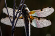Close up of a dragonfly with backlight and dew drops