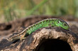 green lizard without a tail on a tree