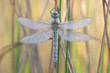 Brachytron pratense dragonfly with dew drops hanging in a field on a early summer morning.